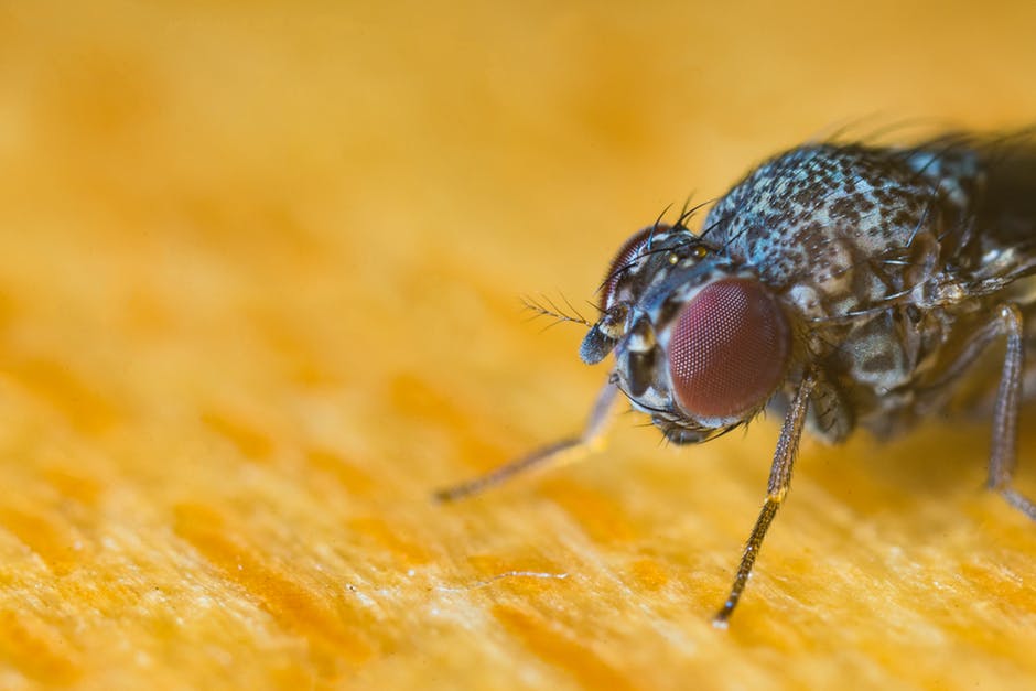Should You Do Your Own Pest Control or Hire a Professional?